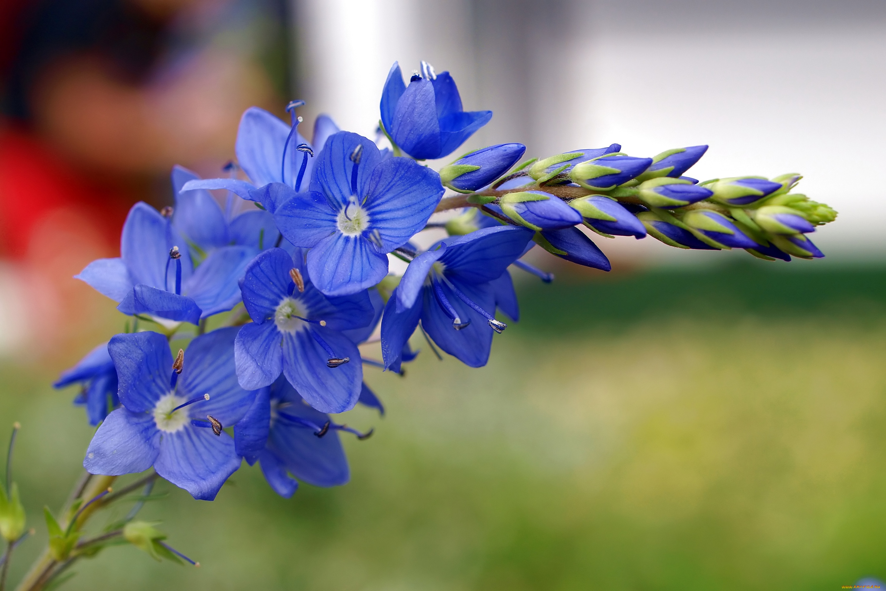 Синие луговые цветы картинки с названиями